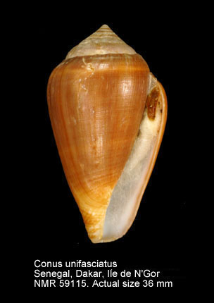 Conus unifasciatus.jpg - Conus unifasciatus Kiener,1850